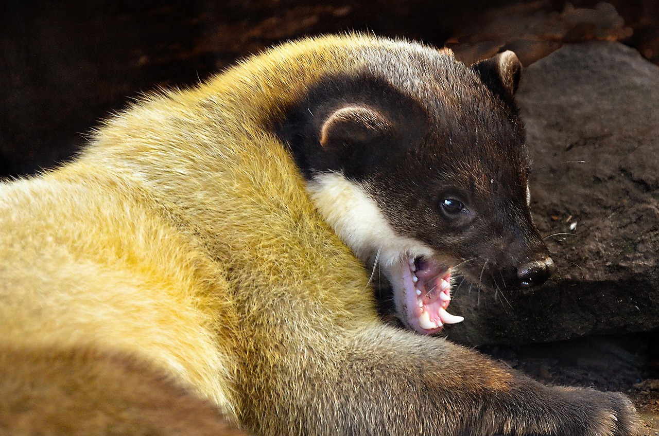 Dlaczego samochodowe odstraszacze gryzoni Viano to must-have każdego kierowcy?